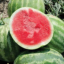 50 Pcs watermelon seeds for growing  seeds