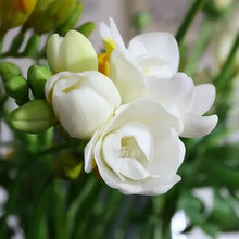 150 Pcs Jasmin Seeds for Planting  Flower Seeds for Home Garden