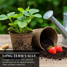 800+pcs Strawberry Seed Plants -  Plants to Grow Strawberries