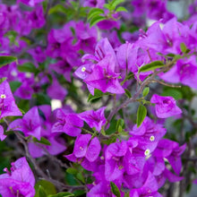 50 Pcs Multicolor Bougainvillea, Trangular Plum-South American Jasmine  Seeds , Striking Landscaping Privacy Screen Plant