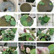 20 pcs Mixed Colors Lotus Seeds  Plant Seeds
