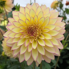 200 PCS Dahlia Flower Seeds for Planting, Multi-Color Pompon Blooms Attract Pollinators, Rapid Outdoor Landscaping