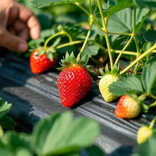 800+Pcs Strawberry Fruit Seeds for Planting Home Garden Outdoor