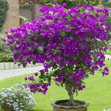 50 Pcs Multicolor Bougainvillea, Trangular Plum-South American Jasmine  Seeds , Striking Landscaping Privacy Screen Plant