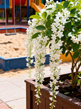 100 PCS Jasmine Seeds Bridal Veil High Germination Rate Nodding Clerodendron for Home Garden Fragrant Blooms Rare Cascading Jasmine Perfect for Balconies & Indoor Pots