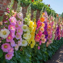 200 PCS Hollyhock Seed Mix  seeds for Planting Showy Perennial Flower Multicolor Mixture
