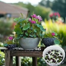 20 pcs Mixed Colors Lotus Seeds  Plant Seeds
