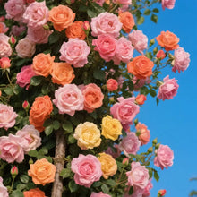 200 pcs Climbing Rose Seeds for Planting for Home Garden Outdoors