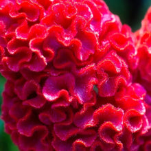 Seeds Cockscomb 600+ Seeds to Grow Celosia Cristata Celosia Cristata Velvet Flower Exotic Annual Plant Multicolor Mix