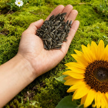 50+ Sunflower Seeds  - Attracts Bees and Butterflies.  Multicolored Sun Flowers Garden Favorite