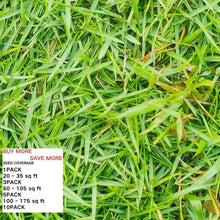 3000 Pcs  Fast Growing Green Grass Seeds for Lawn Home Garden Quality Lawn Care
