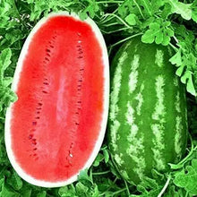 50 Pcs watermelon seeds for growing  seeds