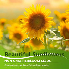 50+ Sunflower Seeds  - Attracts Bees and Butterflies.  Multicolored Sun Flowers Garden Favorite