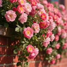 200PCS Climbing Rose Seeds Mixed - Non-GMO Perennial Vine Flower for Garden Decor, Easy to Plant Outdoor Blooming Seeds for DIY Gardeners