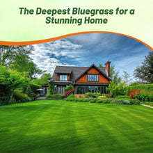 3000 Pcs  Fast Growing Green Grass Seeds for Lawn Home Garden Quality Lawn Care