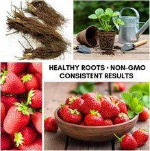 800+pcs Strawberry Seed Plants -  Plants to Grow Strawberries