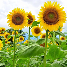 50+ Sunflower Seeds  - Attracts Bees and Butterflies.  Multicolored Sun Flowers Garden Favorite