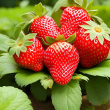 800 PCS  Garden Strawberry Sweet and Delicious Fruit Seeds