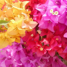 50 Pcs Multicolor Bougainvillea, Trangular Plum-South American Jasmine  Seeds , Striking Landscaping Privacy Screen Plant