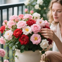 200PCS Climbing Rose Seeds Mixed - Non-GMO Perennial Vine Flower for Garden Decor, Easy to Plant Outdoor Blooming Seeds for DIY Gardeners