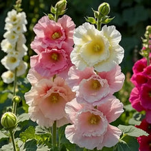 200 PCS Hollyhock Seed Mix  seeds for Planting Showy Perennial Flower Multicolor Mixture