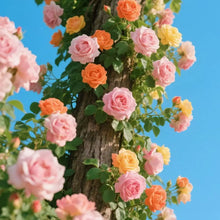 200 pcs Climbing Rose Seeds for Planting for Home Garden Outdoors