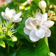 150 Pcs Jasmin Seeds for Planting  Flower Seeds for Home Garden