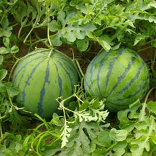50+ PCS  Watermelon Seeds, Planting  for Gardens