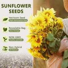 50+ Sunflower Seeds  - Attracts Bees and Butterflies.  Multicolored Sun Flowers Garden Favorite