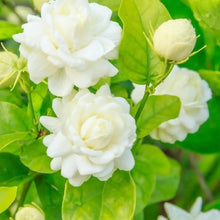 150 Pcs Jasmin Seeds for Planting  Flower Seeds for Home Garden