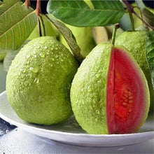 Guava seeds, suitable for potted plants, greenhouses and outdoor gardens, easy-to-cultivate fruit tree seeds.