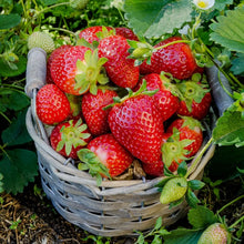 800+Pcs Strawberry Fruit Seeds for Planting Home Garden Outdoor