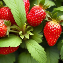 800 PCS  Garden Strawberry Sweet and Delicious Fruit Seeds