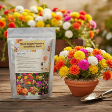 10000 PCS (Moss Rose) Seeds -Mixed Double Portulaca Grandiflora Seeds Planting Ornaments Perennial Garden