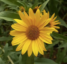 50+ Sunflower Seeds  - Attracts Bees and Butterflies.  Multicolored Sun Flowers Garden Favorite