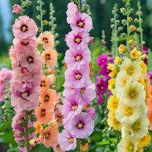200 PCS Hollyhock Seed Mix  seeds for Planting Showy Perennial Flower Multicolor Mixture