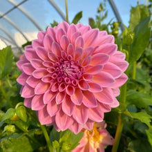 200 PCS Dahlia Flower Seeds for Planting, Multi-Color Pompon Blooms Attract Pollinators, Rapid Outdoor Landscaping