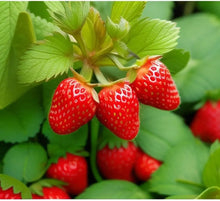 800 PCS  Garden Strawberry Sweet and Delicious Fruit Seeds