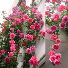 200 Pcs Climbing  rose seeds can be planted four seasons to kind cold and heat resistance