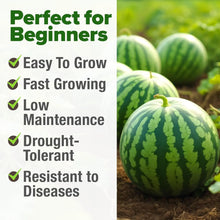 50+pcs Watermelon Seeds for Planting for Home Gardens & Outdoors