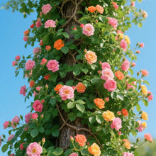 200 pcs Climbing Rose Seeds for Planting for Home Garden Outdoors