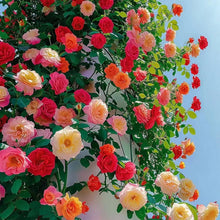 200 Pcs Climbing  rose seeds can be planted four seasons to kind cold and heat resistance