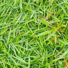 3000 Pcs  Fast Growing Green Grass Seeds for Lawn Home Garden Quality Lawn Care