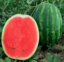 50 Pcs watermelon seeds for growing  seeds