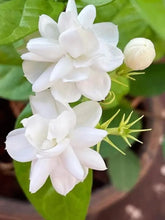 150 Pcs Jasmin Seeds for Planting  Flower Seeds for Home Garden