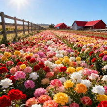 200PCS Climbing Rose Seeds Mixed - Non-GMO Perennial Vine Flower for Garden Decor, Easy to Plant Outdoor Blooming Seeds for DIY Gardeners