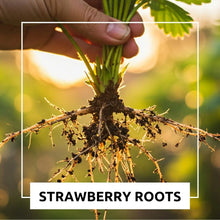 800+pcs Strawberry Seed Plants -  Plants to Grow Strawberries