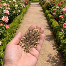 200 Pcs Climbing  rose seeds can be planted four seasons to kind cold and heat resistance