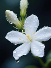 100 PCS Jasmine Seeds Bridal Veil High Germination Rate Nodding Clerodendron for Home Garden Fragrant Blooms Rare Cascading Jasmine Perfect for Balconies & Indoor Pots