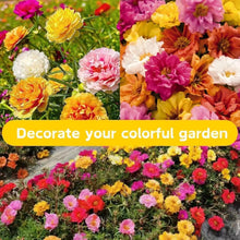 10000 PCS (Moss Rose) Seeds -Mixed Double Portulaca Grandiflora Seeds Planting Ornaments Perennial Garden